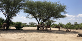 Turkana-Kamelherde am Turkana-See, Kenia 